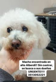 ROMEO EN ADOPCION RESPONABLE! -Macho,8 meses, vacunas al día, se llevaba  bien con niños, perros y gatos, le gusta pasear. Es muy cariñoso y  dulce2512202000