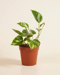 Image result for Epipremnum en casa