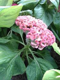 Cockscomb Celosia Full Sun Well Draining Average Soil All Zones Flower Seeds Celosia Flower Celosia Plant
