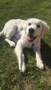 Golden retriever puppy for sale in brooklyn, ny, usa. Golden Retriever Puppies 45880489942546511 English Golden Retriever Puppy Retriever Puppy Golden Retriever Baby