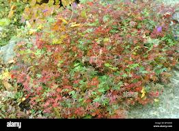 Image result for Adiantum soboliferum