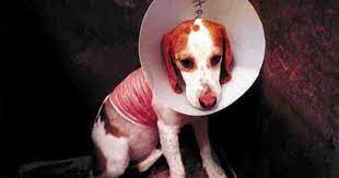 Help End Cruel Animal Tests