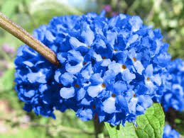 Image result for Komule empire blue