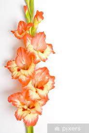 Or do you just want to turn a stalk of celery purple? One Stem Of Gladiolus Sticker Pixers We Live To Change
