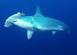 Taxonomy Hammerhead Shark