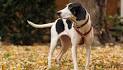 Treeing Walker Coonhound Puppies for Sale | Greenfield Puppies