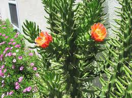 Austrocylindropuntia Subulata Eve S Needle Cactus World Of Succulents Cactus And Succulents Cactus Care Cactus Types