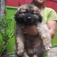Fashion Police High Heels And More Dog Breeds Bear Hunting Dog Russian Bear Dog