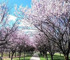 See more of alberi e fiori. Hanami Milano 2019 Dove Vedere Alberi In Fiore
