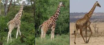 Le stesse strisce sulla parte superiore delle gambe anteriori. Dove Vivono Le Giraffe Qual E L Habitat Delle Giraffe E Come Si Adattano Ad Esse