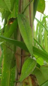 Image result for Cynanchum ledermannii