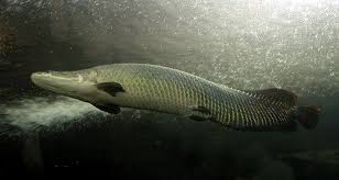Arapaima O Paiche O Piracucu Brasil Pesca Pinterest Pesca