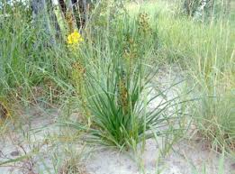 Image result for Bulbine asphodeloides