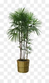 All images is transparent background and free download. Potted Plant Png Potted Plant Cartoon Potted Plant Vector Potted Plant Drawing Potted Plant Black And White Potted Plants Black And White Watering A Potted Plant Potted Plant Graphic Types Of Potted Plants Holiday Potted Plants Cartoon Potted Plant