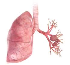 Chemotherapy strains the body and demands that the patient have a strong stomach, heart, liver, and kidneys. Asbestos Health Effects