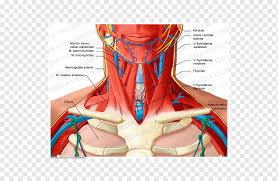 It is extremely important because every cell in the body depends on the hormones the thyroid produces to. Head And Neck Anatomy Human Body Organ V Jugularis Externa Head Anatomy Abdomen Png Pngwing