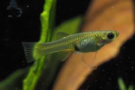 Se diferencia de otros peces del subgénero acanthophacelus en los colores con brillo metálico. Endlers Guppy Poecilia Wingei Aquarium Onlineshop Aquascaping Zwerggarnelen Nanofische
