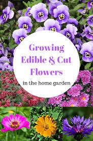Nasturtiums are a great edible flower to grow from seed and are one that we are all familiar with. Growing Edible And Cut Flowers In The Home Garden Gardening Channel