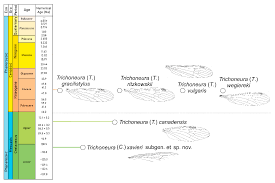 Image result for Trichoneura
