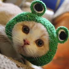 Orange cat stuck in a green ribbon bow on a christmas present #14453. Frog Cat Hat Hot Sale Hand Knitted Pet Hats For Dog Hat Hairband Dog Cap Green Cute Dog Accessories For Small Dogs Buy At A Low Prices On Joom E Commerce Platform