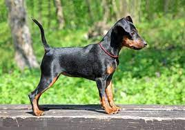 Der dobermann ist kein gefährlicher hund. Dobermann So Ist Er Wirklich