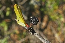 Image result for Rhamnus staddo