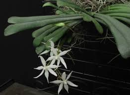 Image result for Aerangis kirkii