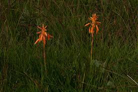 Image result for Aloe nuttii