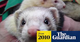 Females tend to be smaller, weighing between 1 and 2.5 pounds and measuring approximately 18 inches long from the nose to the tip of the tail. The Capital Of Ferret Fancying It S Not Where You D Think British Identity And Society The Guardian