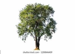 Image result for Pterocarpus