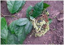 Image result for Clerodendrum rotundifolium