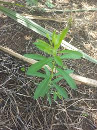 Image result for Phyllanthus maderaspatensis