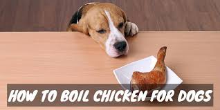 Diy Doggy Delicacies How To Boil Chicken For Dogs Dogs And Treats