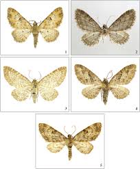 Image result for Eupithecia subumbrata