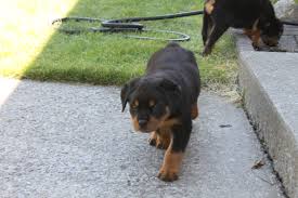 Big german rottweiler puppies for sale. Giant Rottweiler Puppies For Sale In Florida The Y Guide