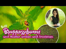 Reifestadien Der Brennnesselsamen Erntezeitpunkt Nicht Verpassen Krauterkeller In 2020 Brennesselsamen Krauterpflanzen Brennnessel