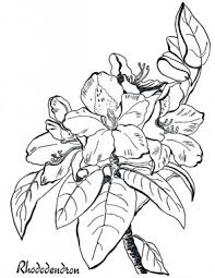 1020x1440 pacific rhododendron coloring page free printable coloring pages. 5 Rhododendron Images Beautiful Flowers The Graphics Fairy