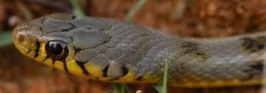 Image result for Amphiasma