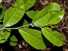 Image result for Suregada