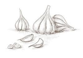 Garlic Vector Illustration Clipart Images