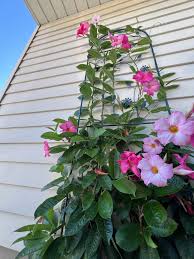 Image result for Cochliasanthus caracalla