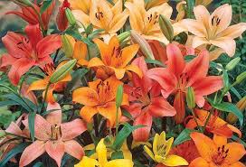 How do you care for asian lilies? How To Grow Lilies