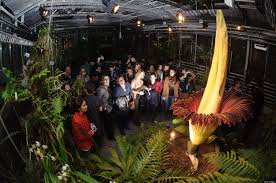 It's not a sweaty basketball player — it's the amorphophallus titanum. Stop And Smell The Corpse Flower The Biggest Flower In The World