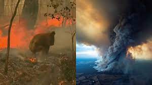 Imágenes de paisajes quemados y restos de animales calcinados impactaron al mundo y generaron críticas al gobierno de jair bolsonaro por. Australia 480 Millones De Animales Murieron En Incendios Forestales