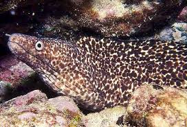 Image result for Mohria marginalis