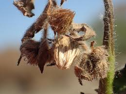 Image result for Pseudoconyza viscosa