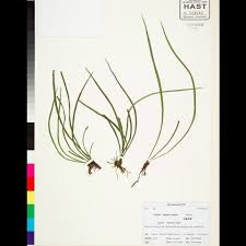 Image result for Vittaria elongata