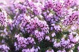 Erica X Darleyensis Furzey Winter Heath