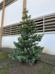 Image result for Podocarpus latifolius