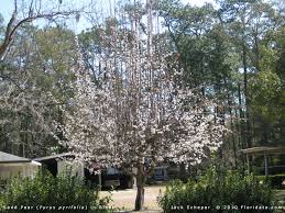 Image result for Pyrus pyrifolia